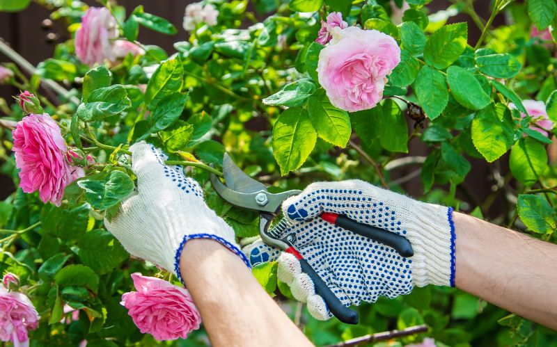 Rose Bush Removal