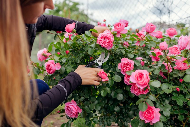 Rose Bush Removal