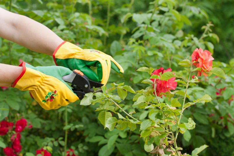 Products For Rose Bush Removals in use