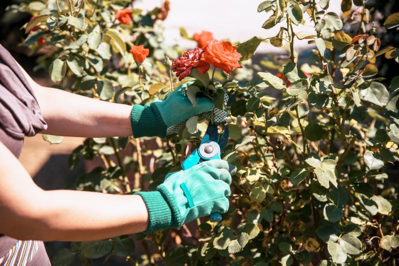 Rose Bush Removal Cost — Cost of Rose Bush Removal