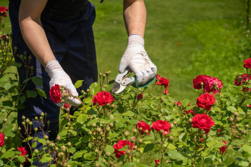 Rose Bush Removal
