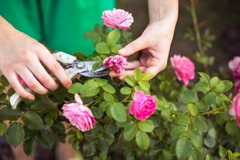 Removing a Rose Bush