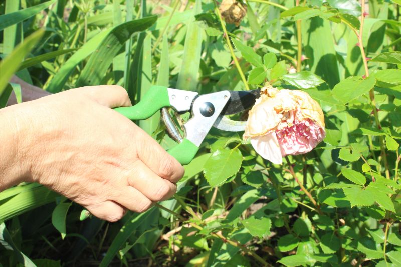 Rose Bush Removal Equipment