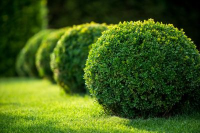 Trimmed Bushes in Front Yard