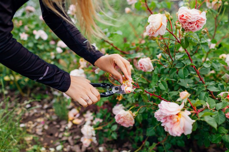 Specialized Rose Care Experts