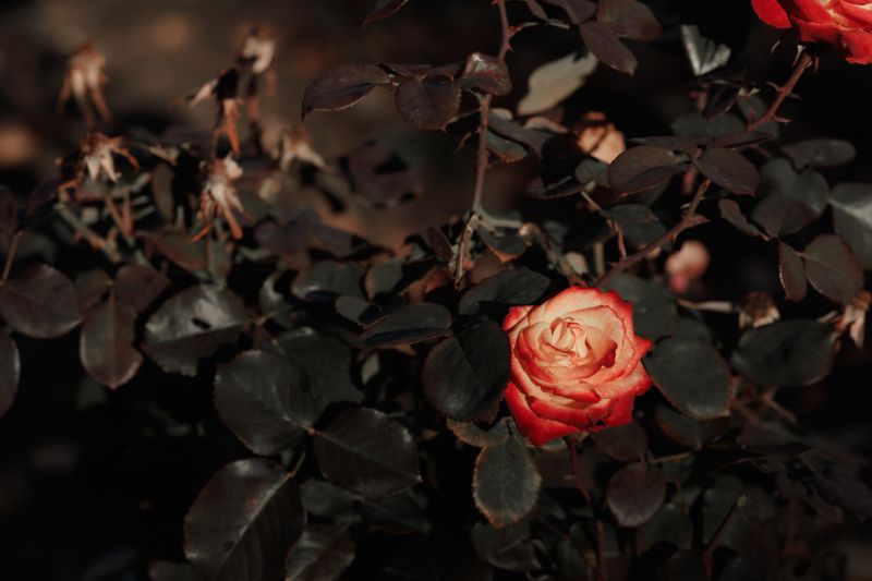 Eliminate Disease Risk By Getting Rose Bush Removal!