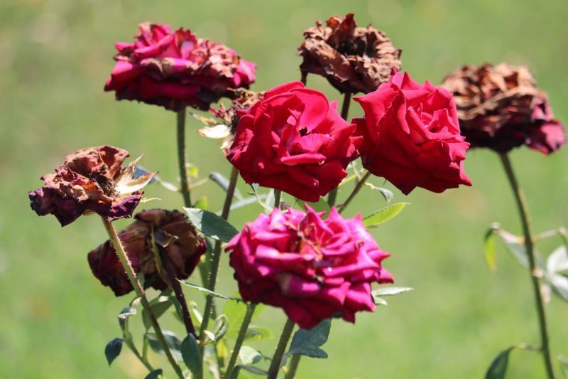 improve Space utilization by Investing in Professional Rose Bush Removal Service!
