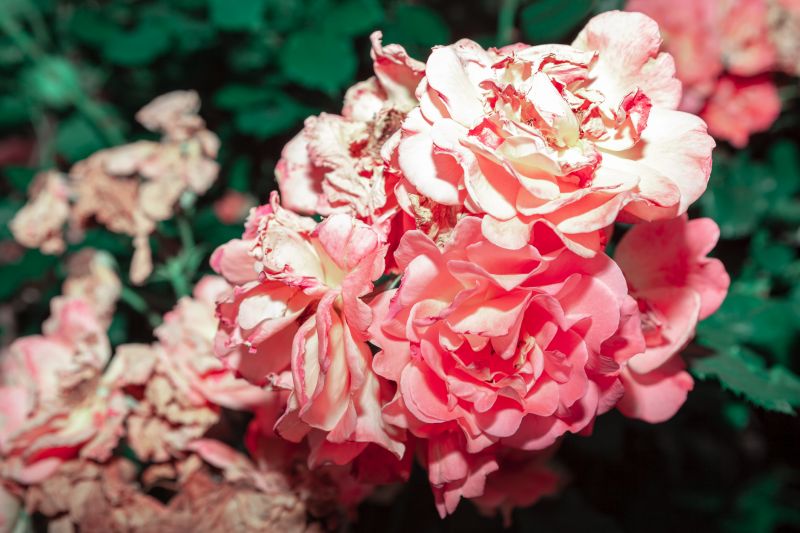 Prevent Overgrowth by getting Professional Rose Bush Removal!