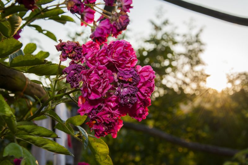 Remove Rose Bushes To Enhance Landscape Appearance!